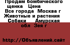 Продам бомбического щенка › Цена ­ 30 000 - Все города, Москва г. Животные и растения » Собаки   . Амурская обл.,Зея г.